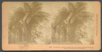 Great Fern, Horticultural Building, World's Columbian Exposition