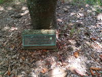 Tree planted in memory of Mrs. Bettye Taylor