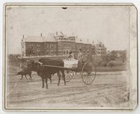 Ox-drawn Cart Passing Campus, circa 1897